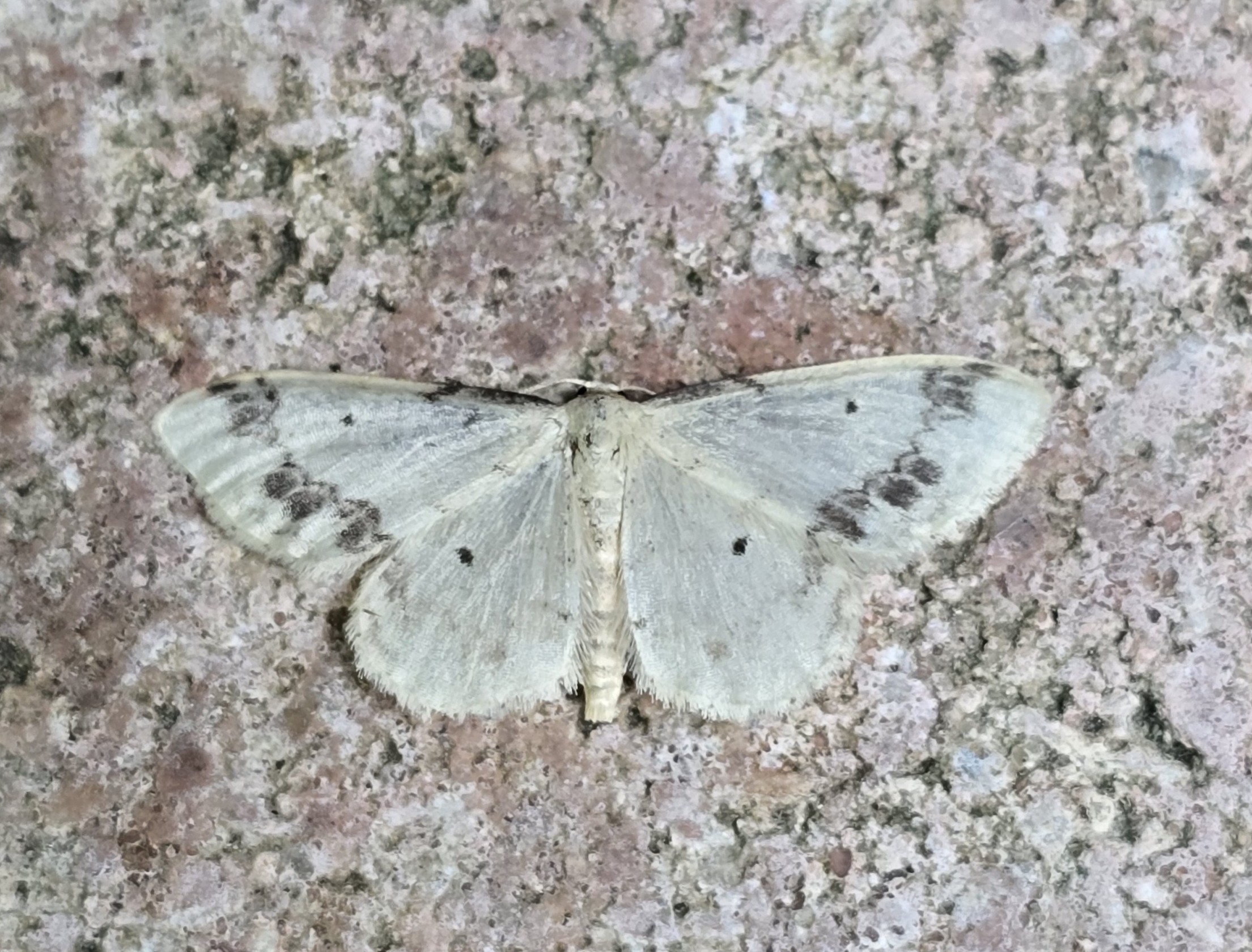Photo of Treble Brown Spot (Idaea trigeminata)